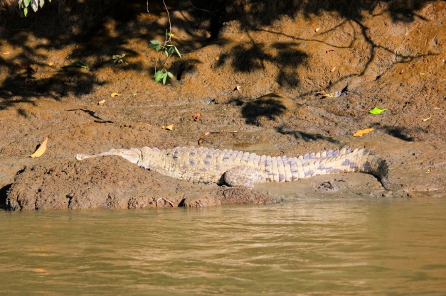 December 3, 2012: Crocodile