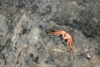 CR Dead Crab