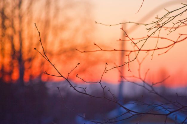 March 19, 2013: Sunset Branches