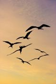 May 15, 2013: Birds at Sunset